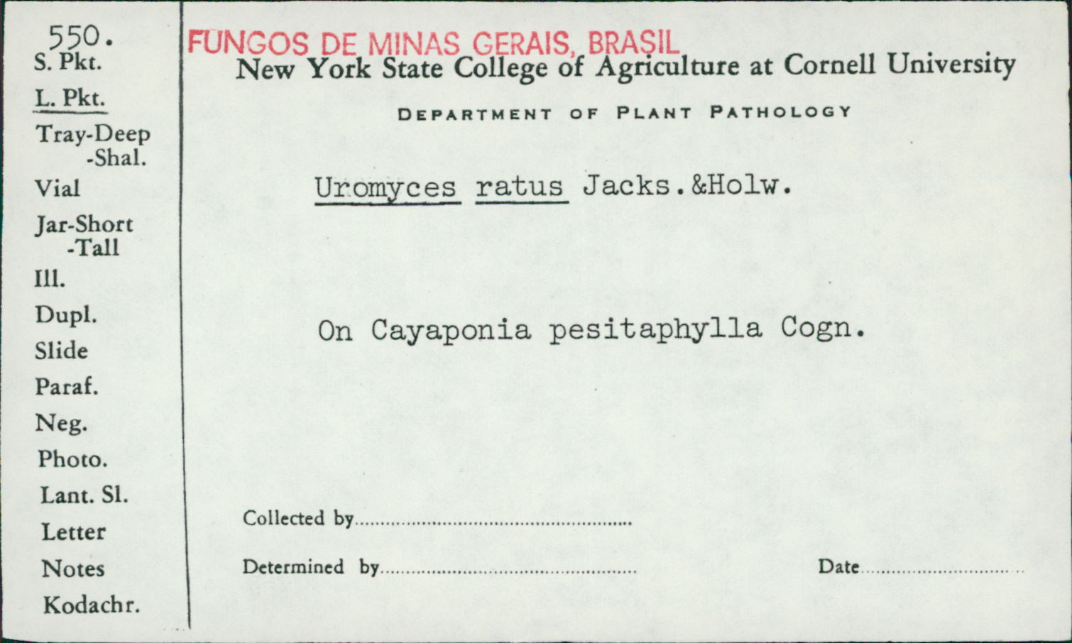 Uromyces ratus image