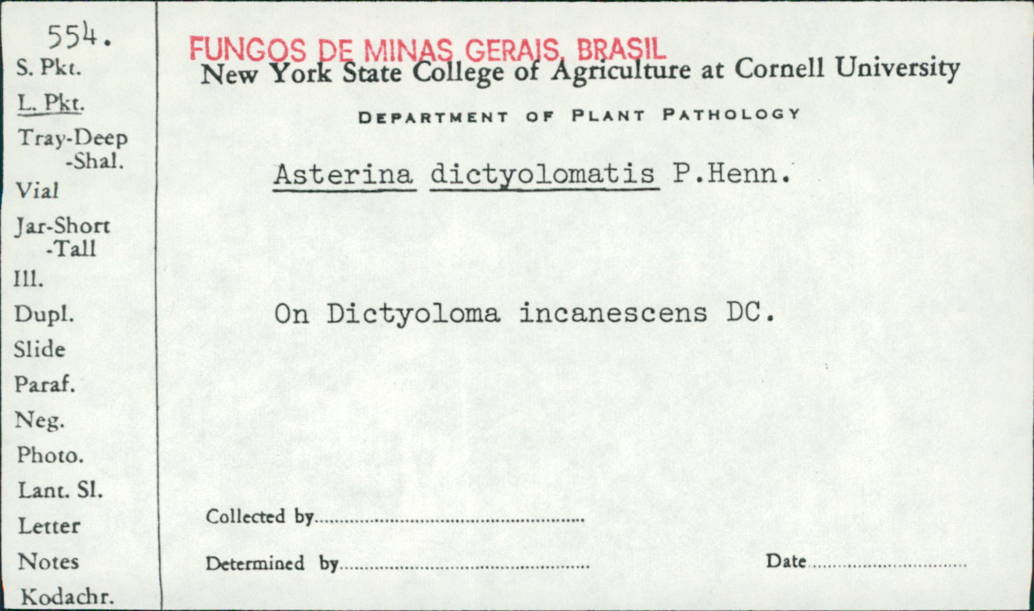 Asterina dictyolomatis image