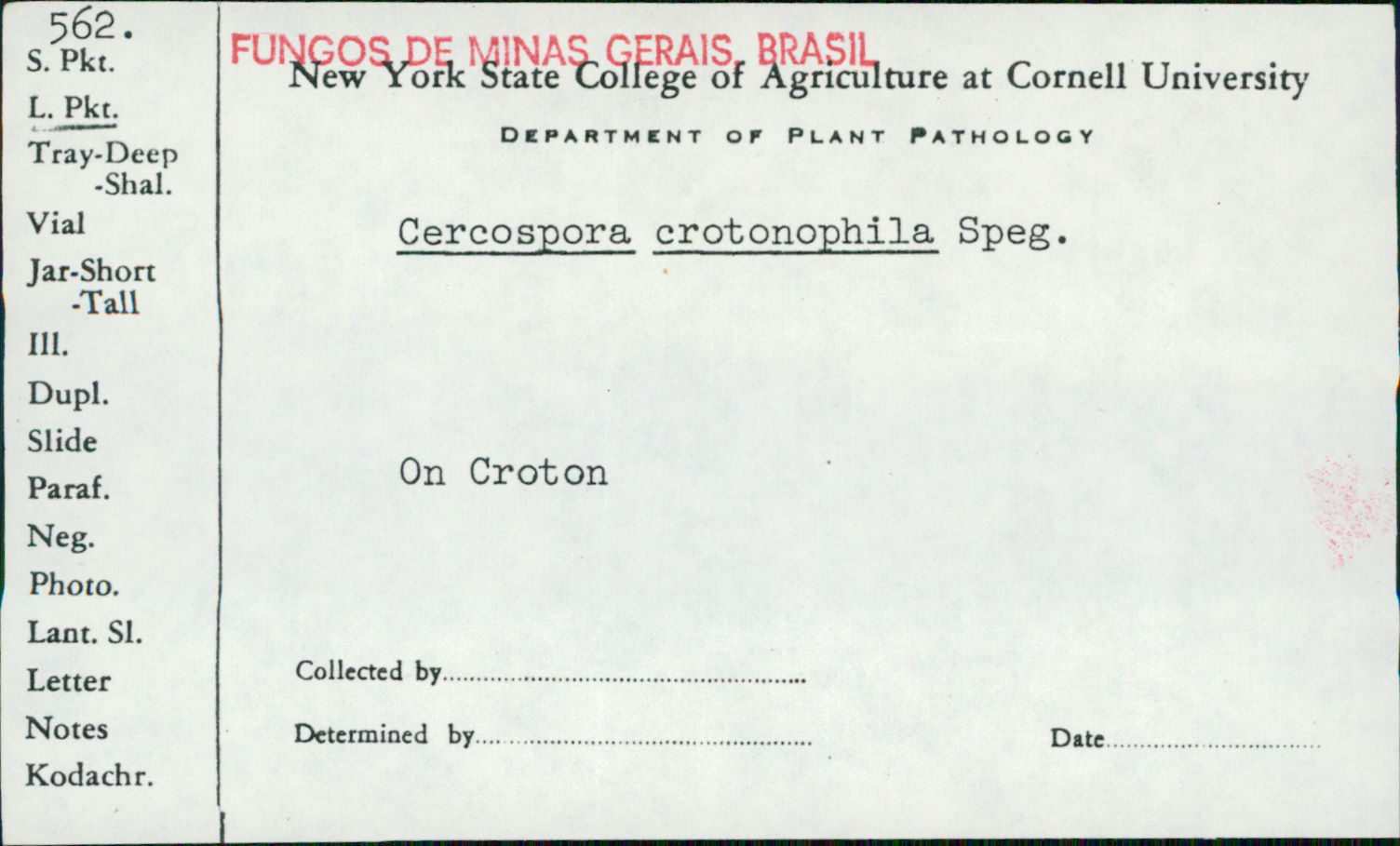 Cercospora crotonophila image