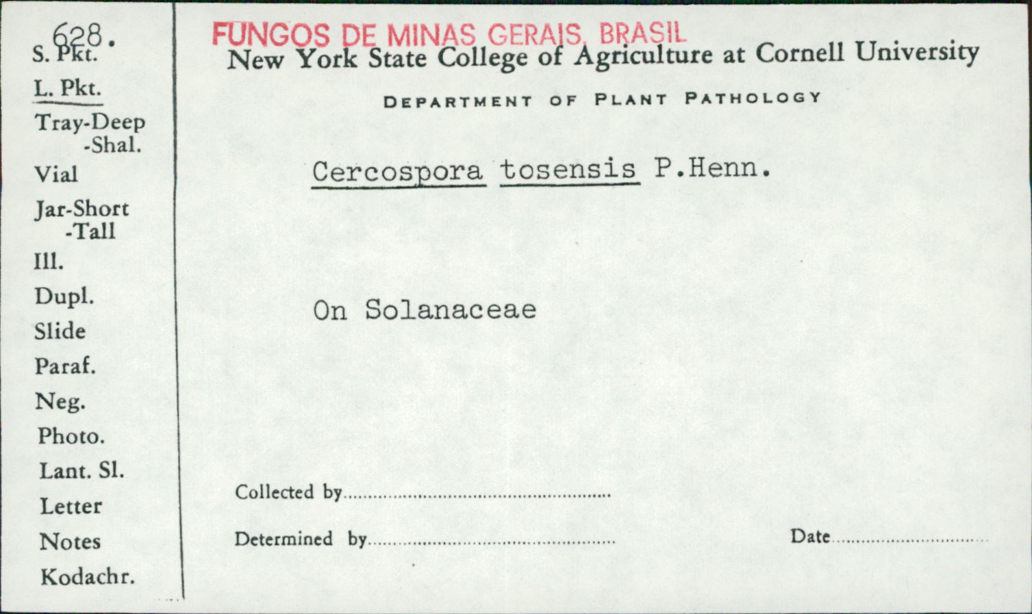 Cercospora tosensis image