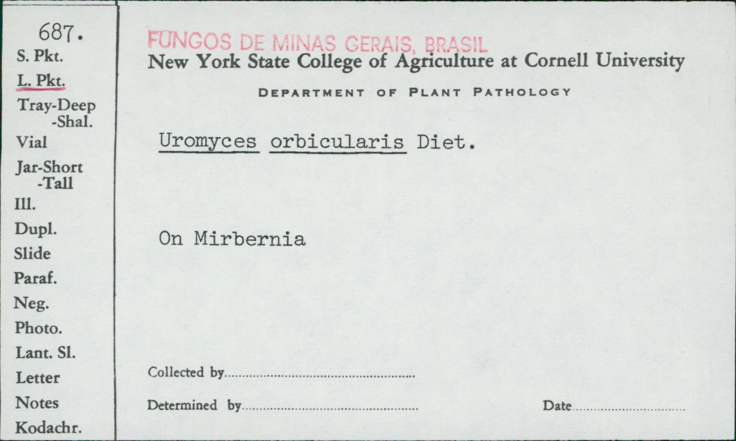 Uromyces orbicularis image