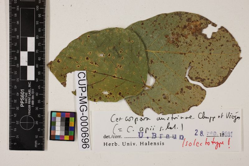 Cercospora austrinae image