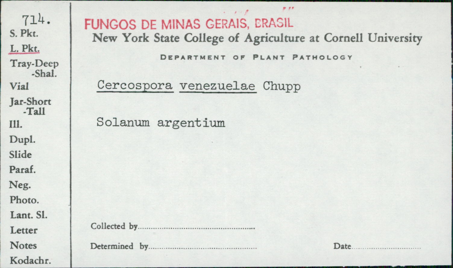 Cercospora venezuelae image