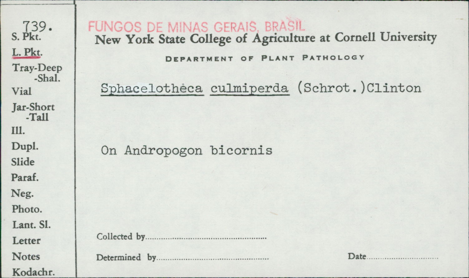 Sphacelotheca culmiperda image