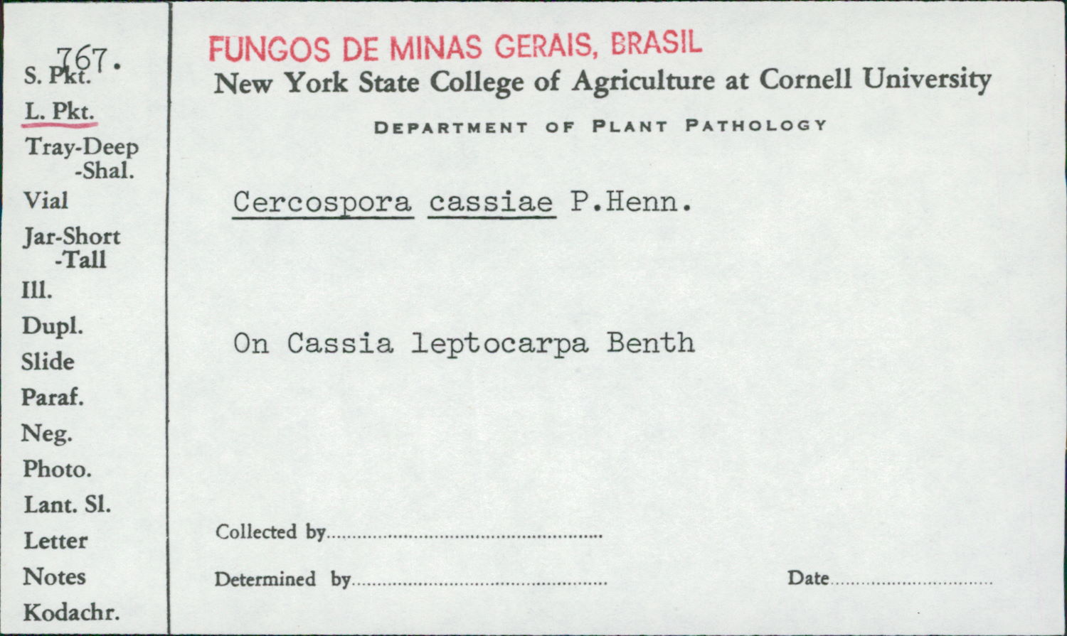 Cercospora cassiae image