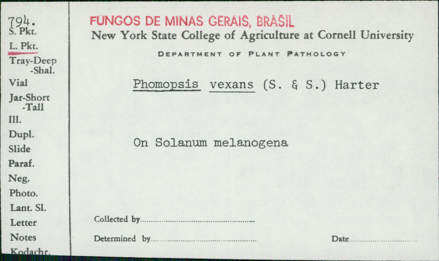 Phomopsis vexans image