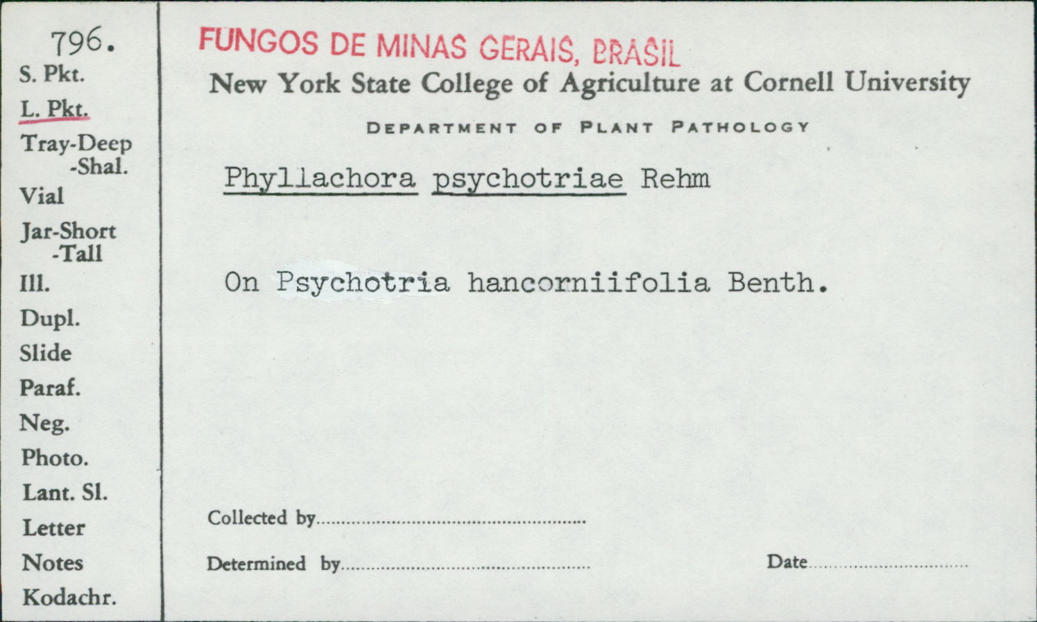 Phyllachora psychotriae image