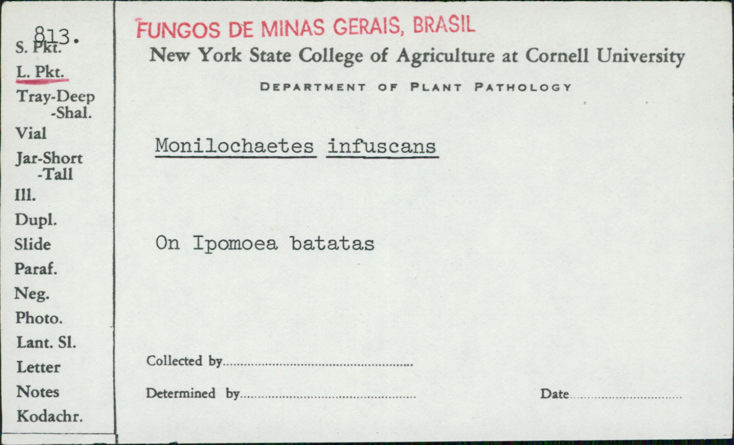 Monilochaetes infuscans image