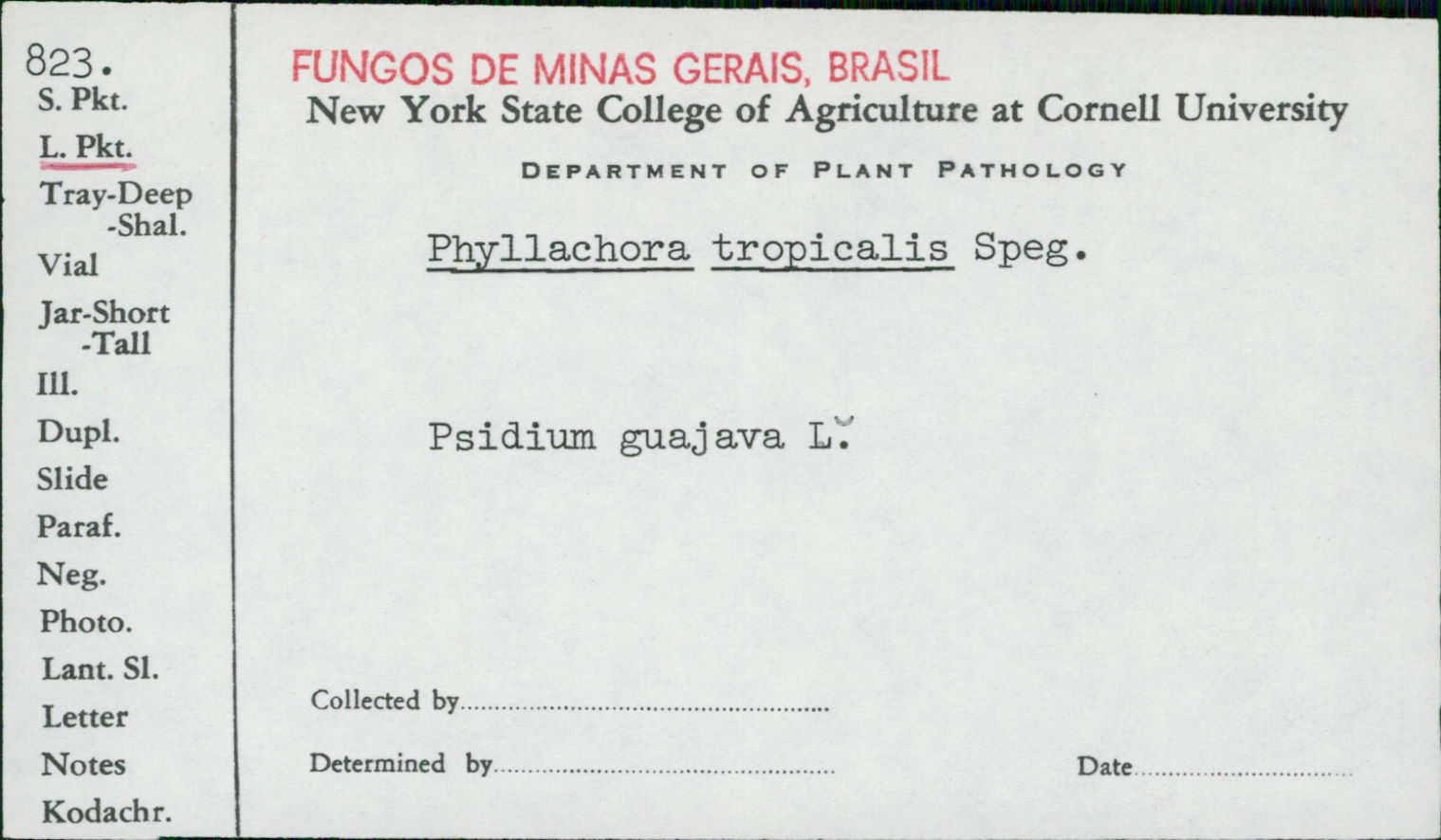 Phyllachora tropicalis image