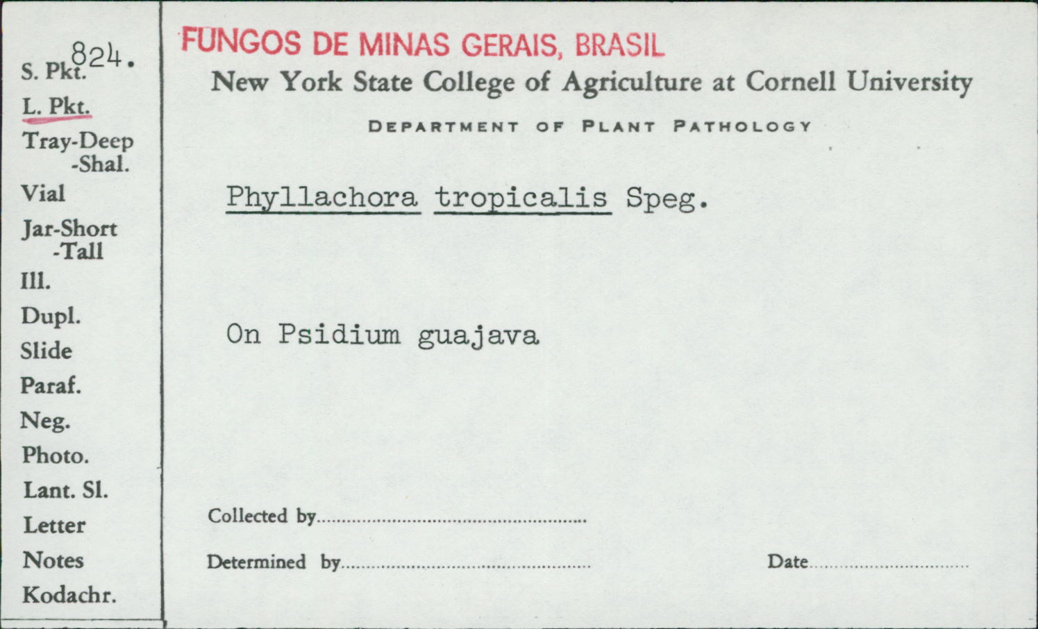 Phyllachora tropicalis image