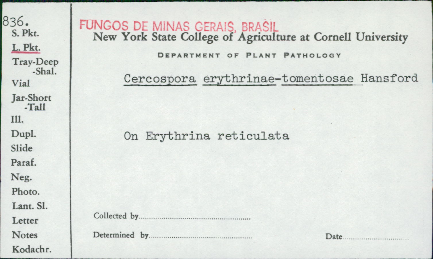 Cercospora erythrinae image
