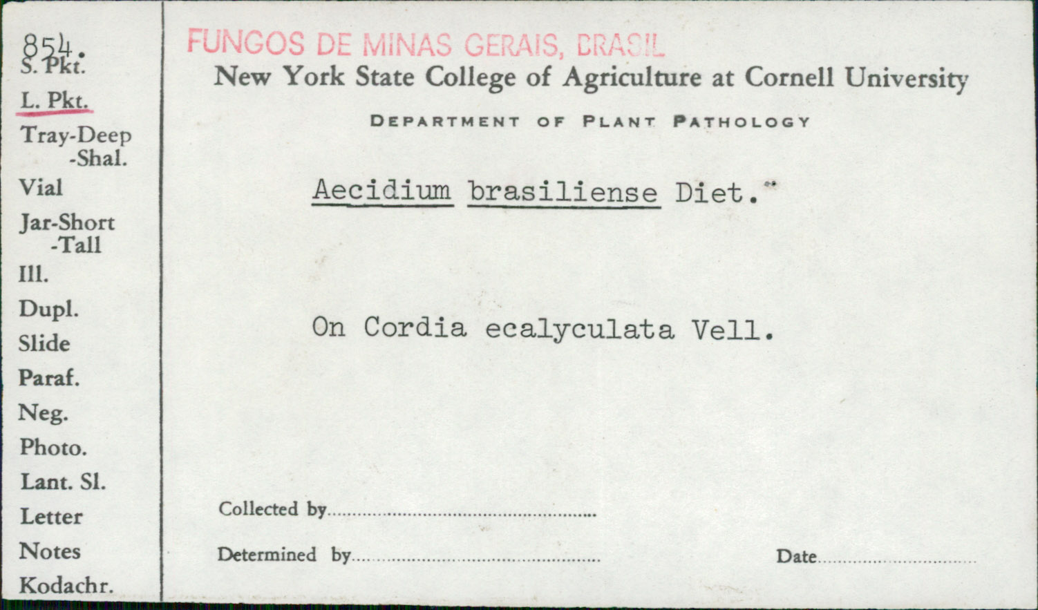 Aecidium brasiliense image