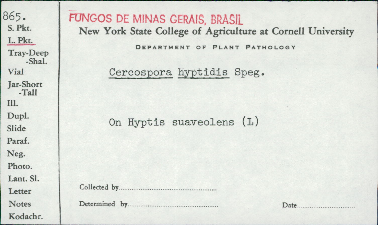 Cercospora hyptidis image