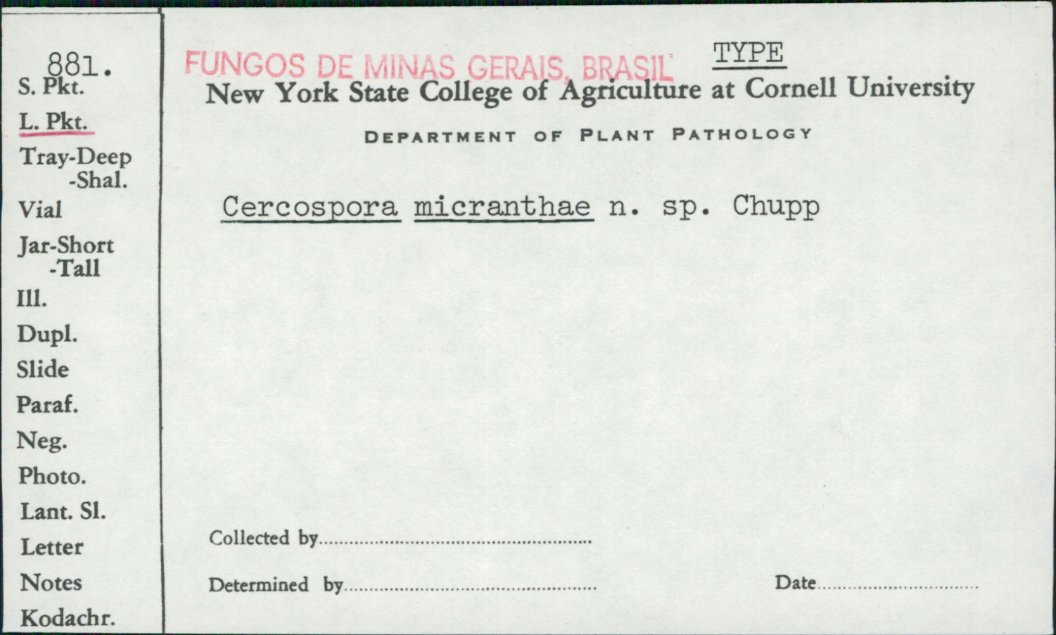 Cercospora micranthae image