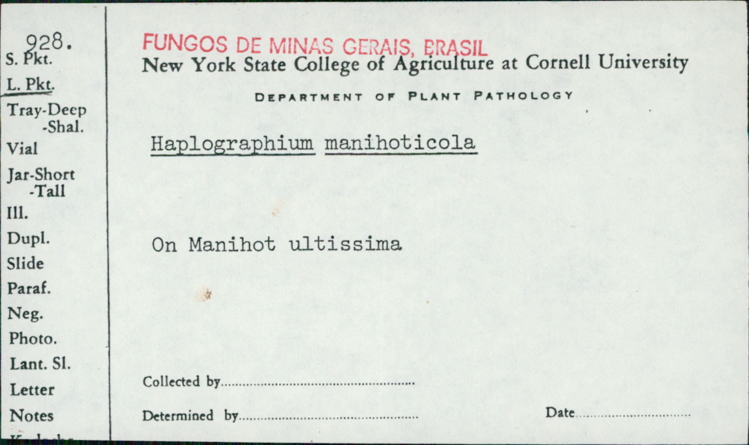 Haplographium manihoticola image