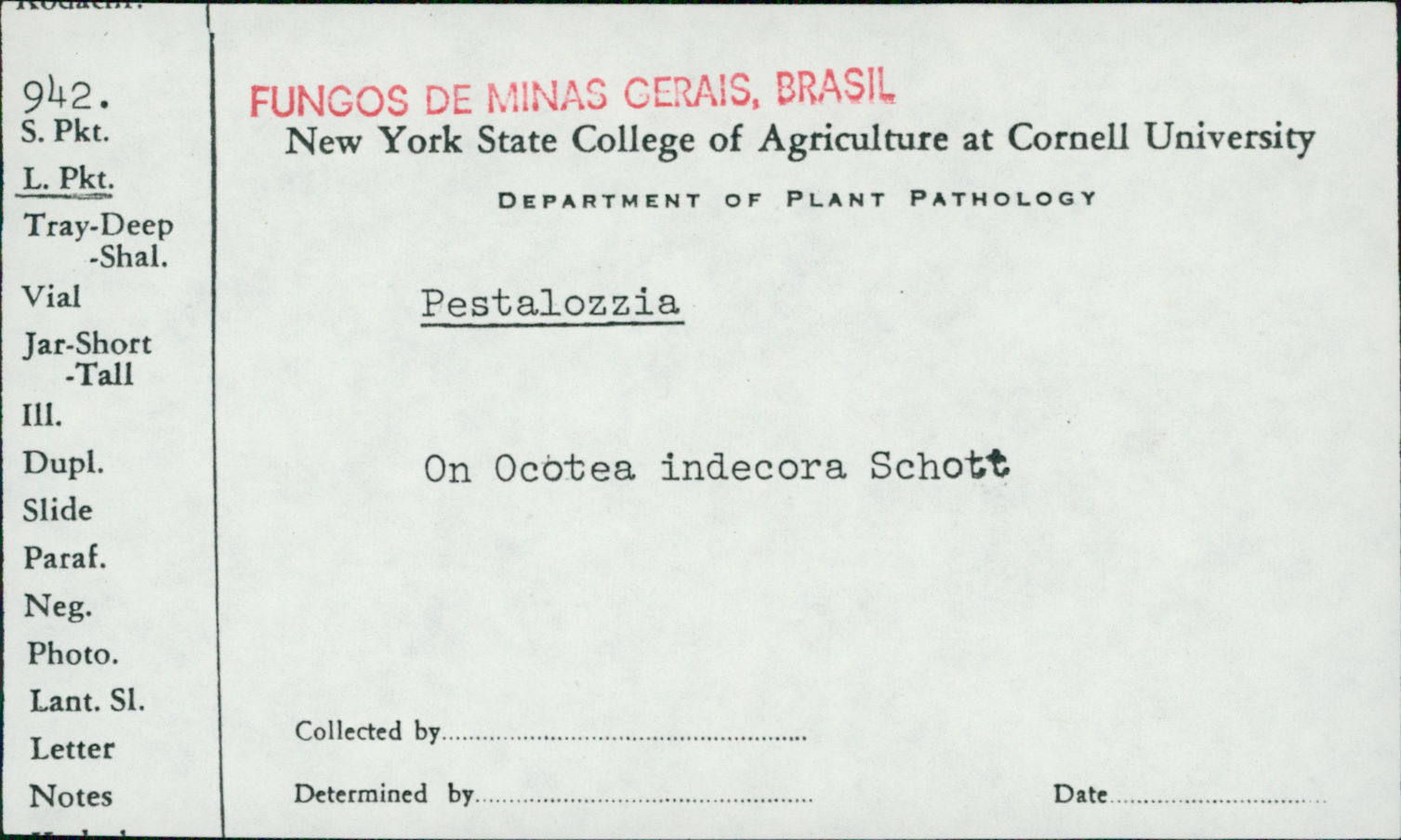 Pestalozzia image