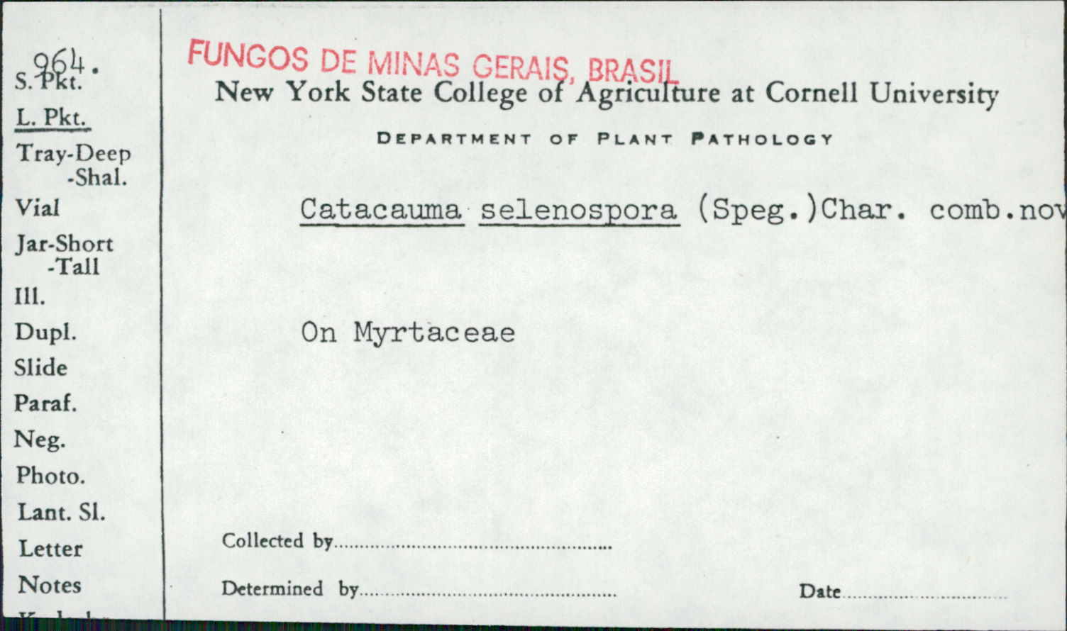 Phyllachora selenospora image