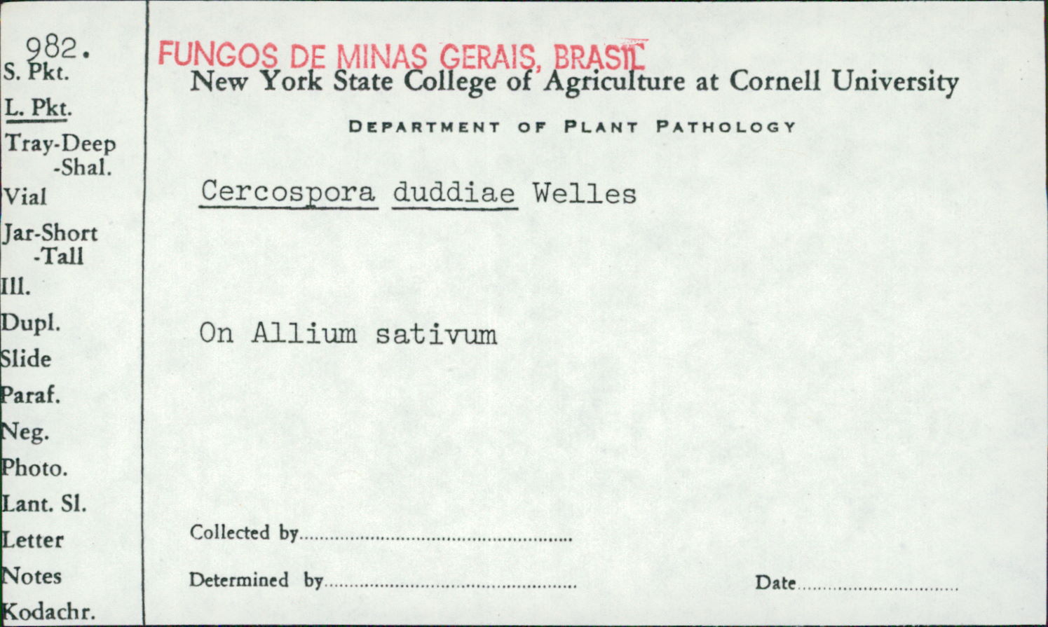 Cercospora duddiae image