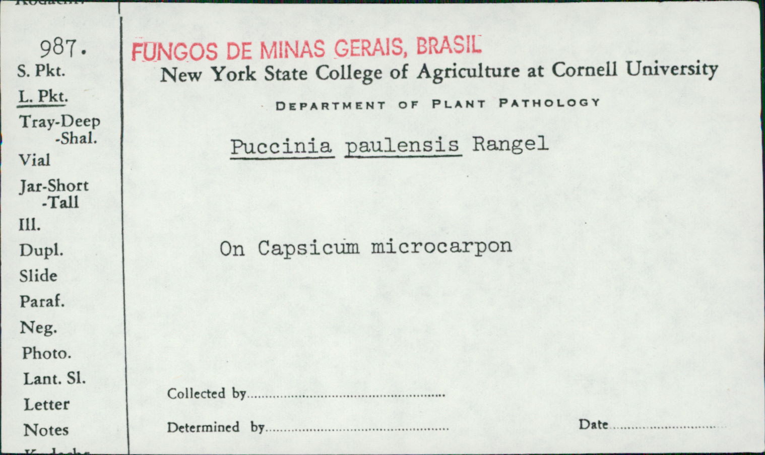 Puccinia paulensis image
