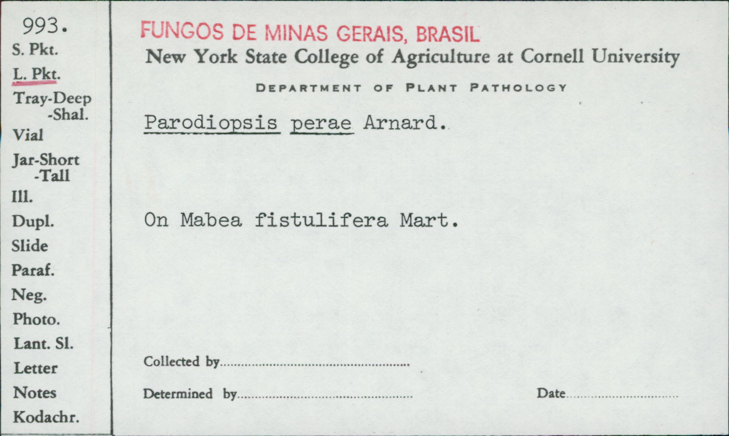 Parodiopsis perae image