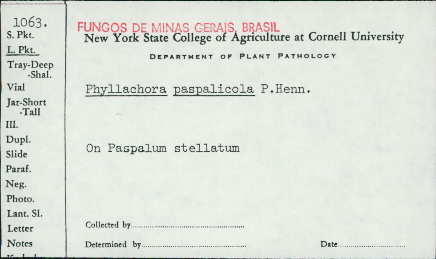Phyllachora paspalicola image