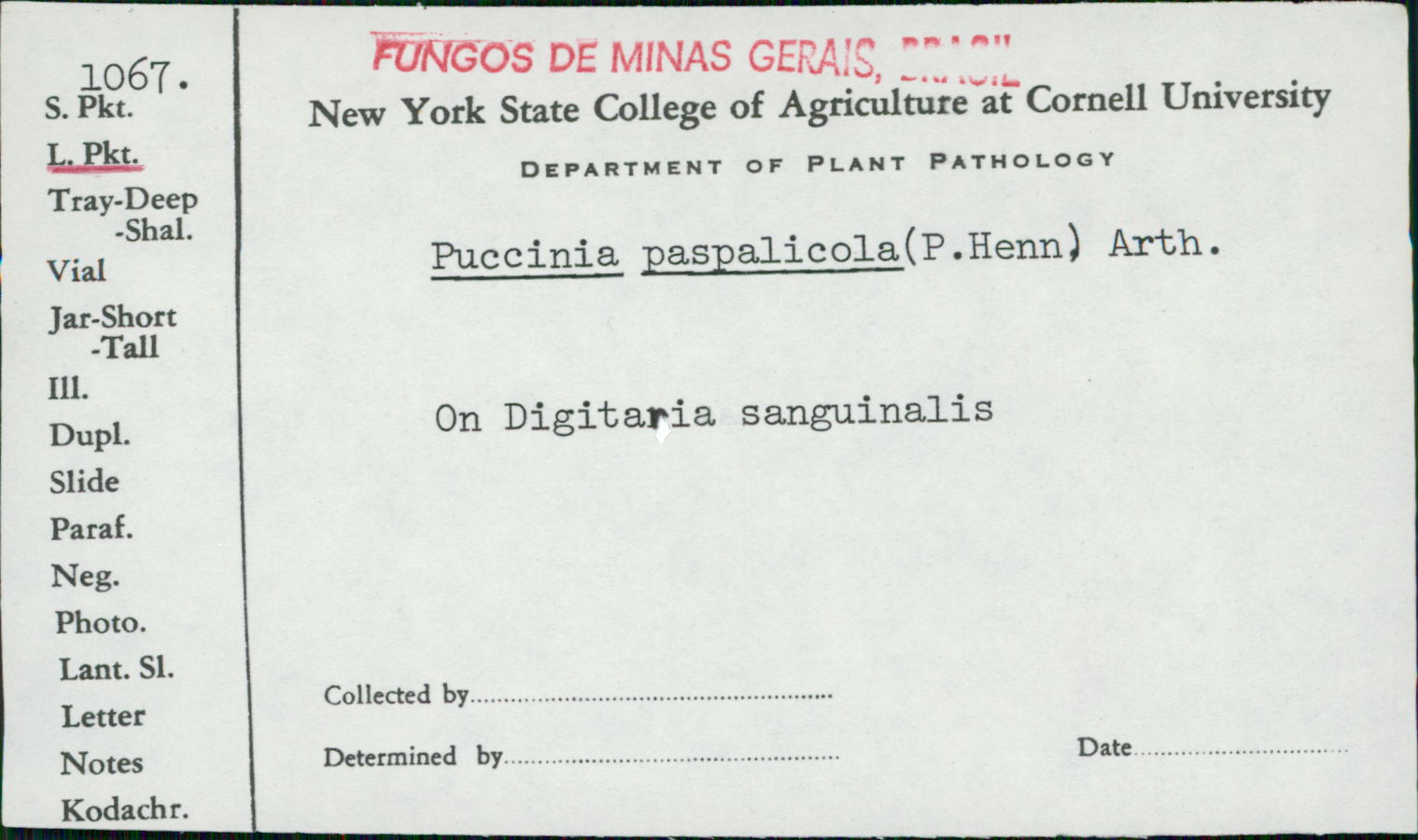 Puccinia paspali image