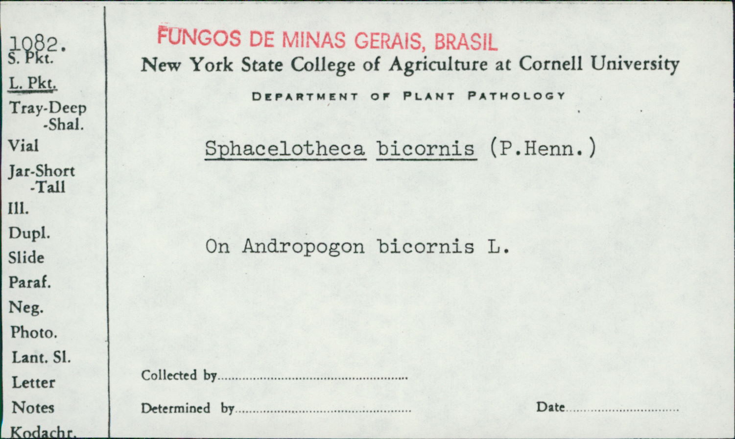 Sphacelotheca bicornis image