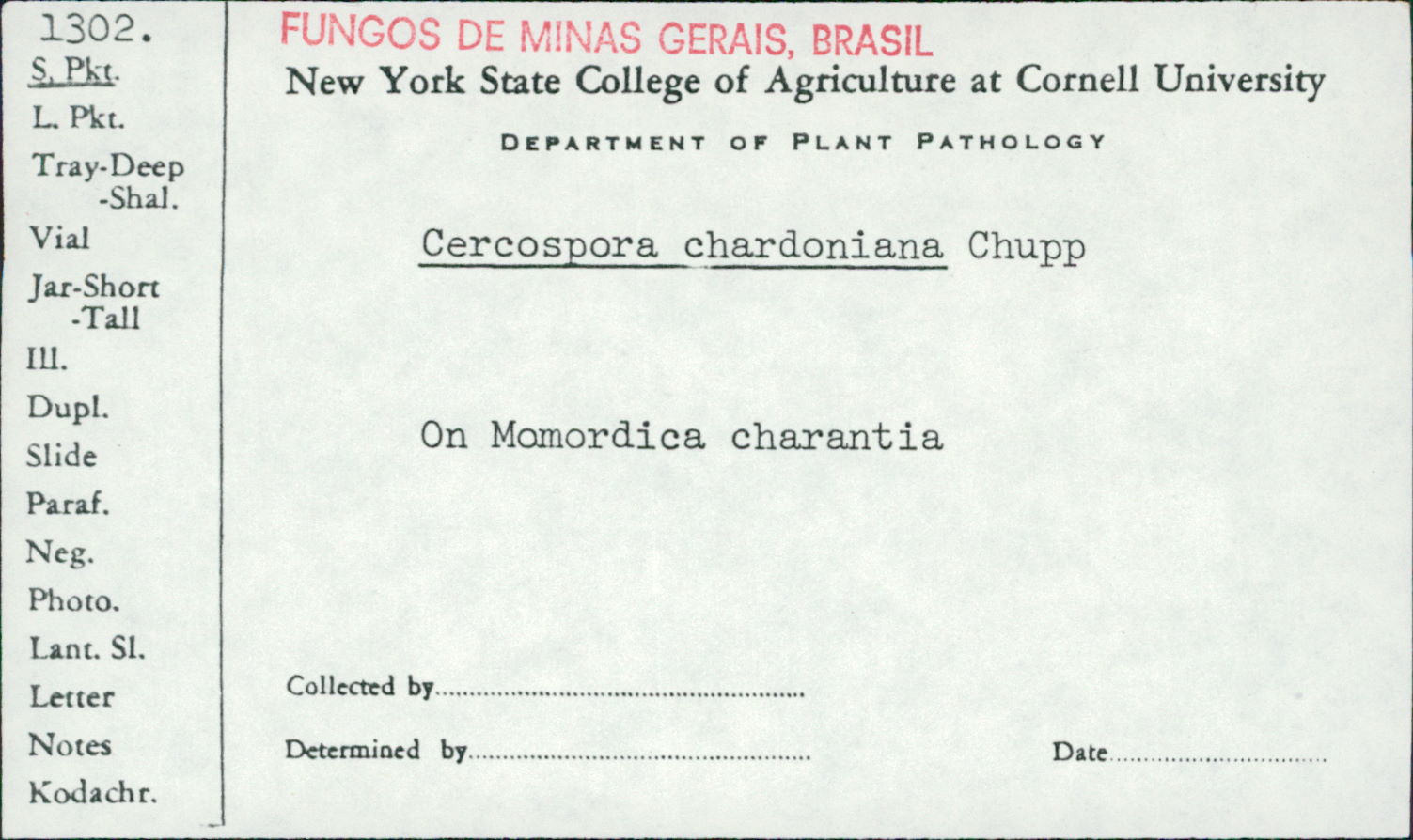 Cercospora chardoniana image