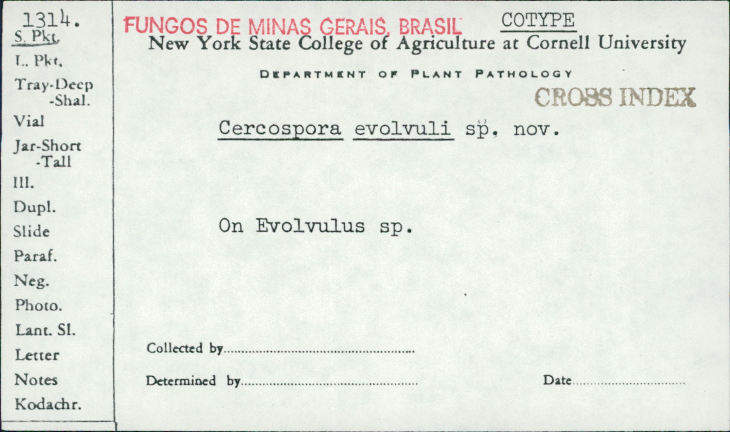 Pseudocercospora evolvuli image