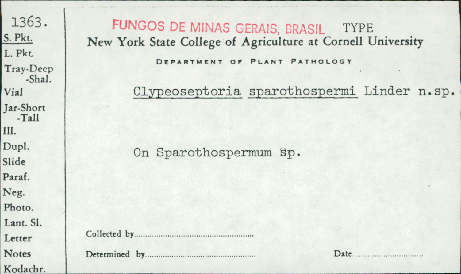 Clypeoseptoria sparothospermi image