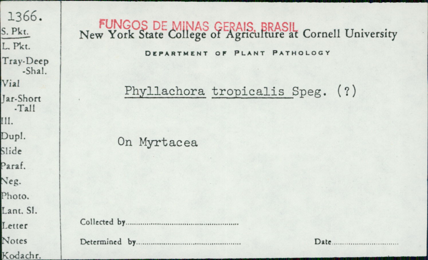 Phyllachora tropicalis image
