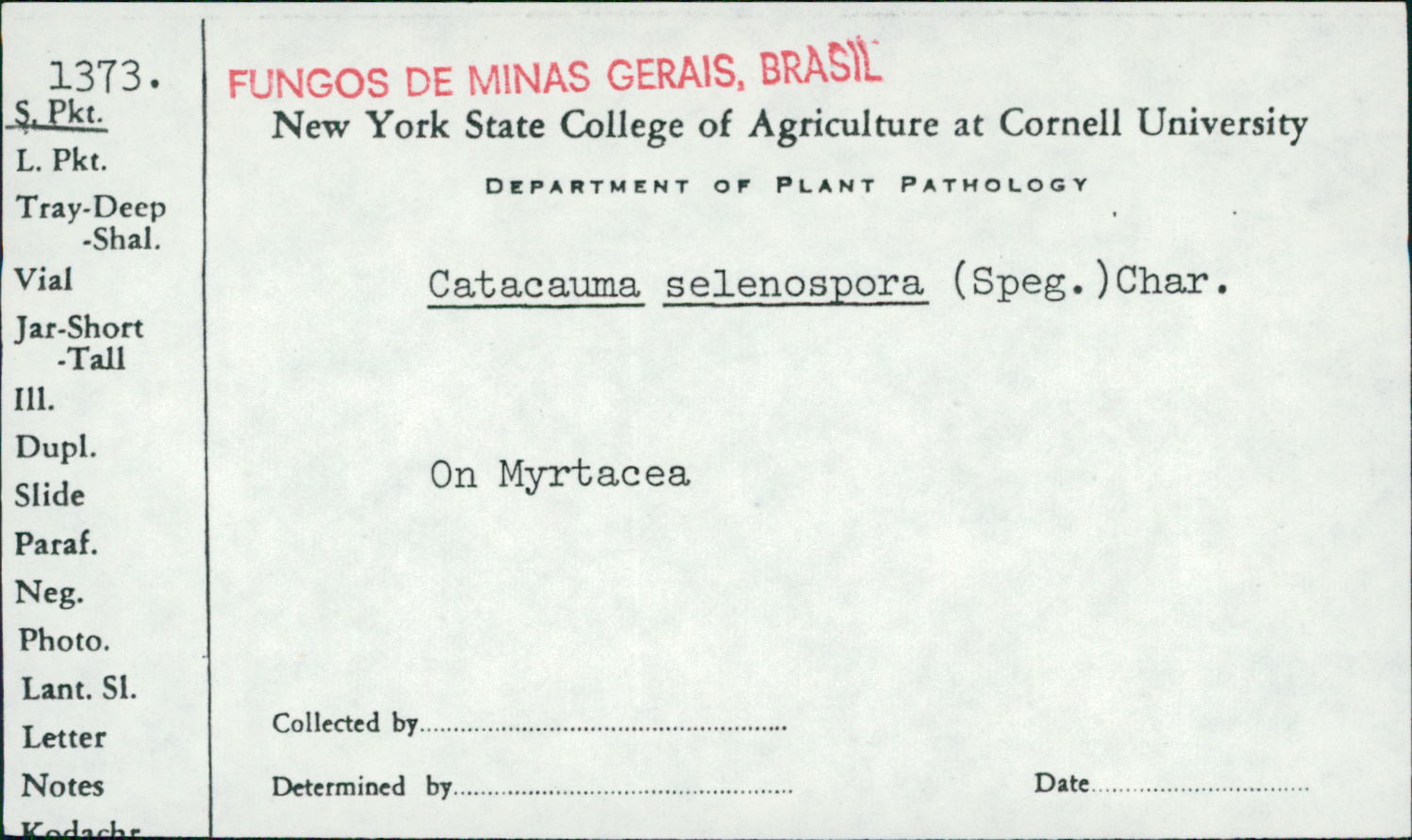 Phyllachora selenospora image