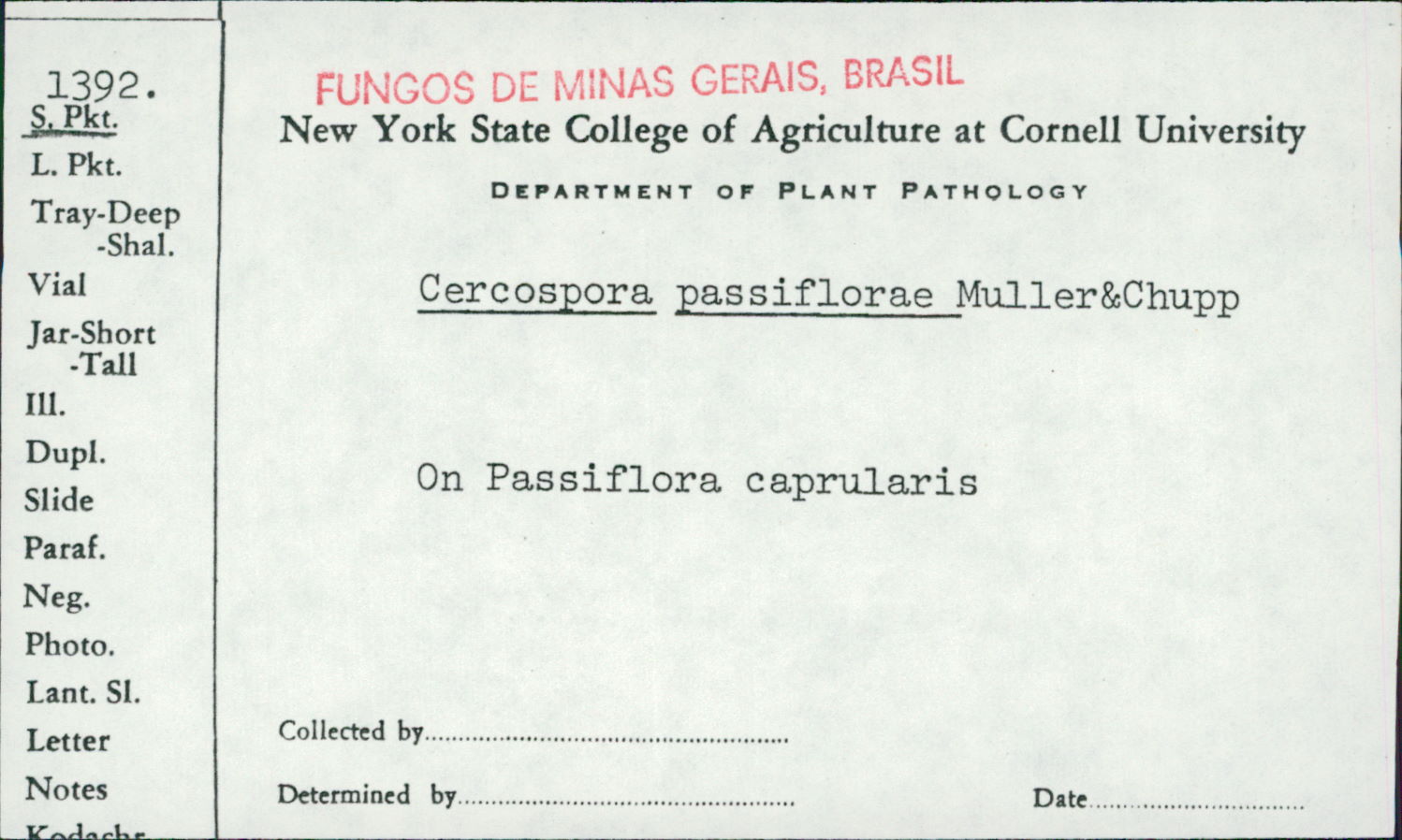 Cercospora passiflorae image