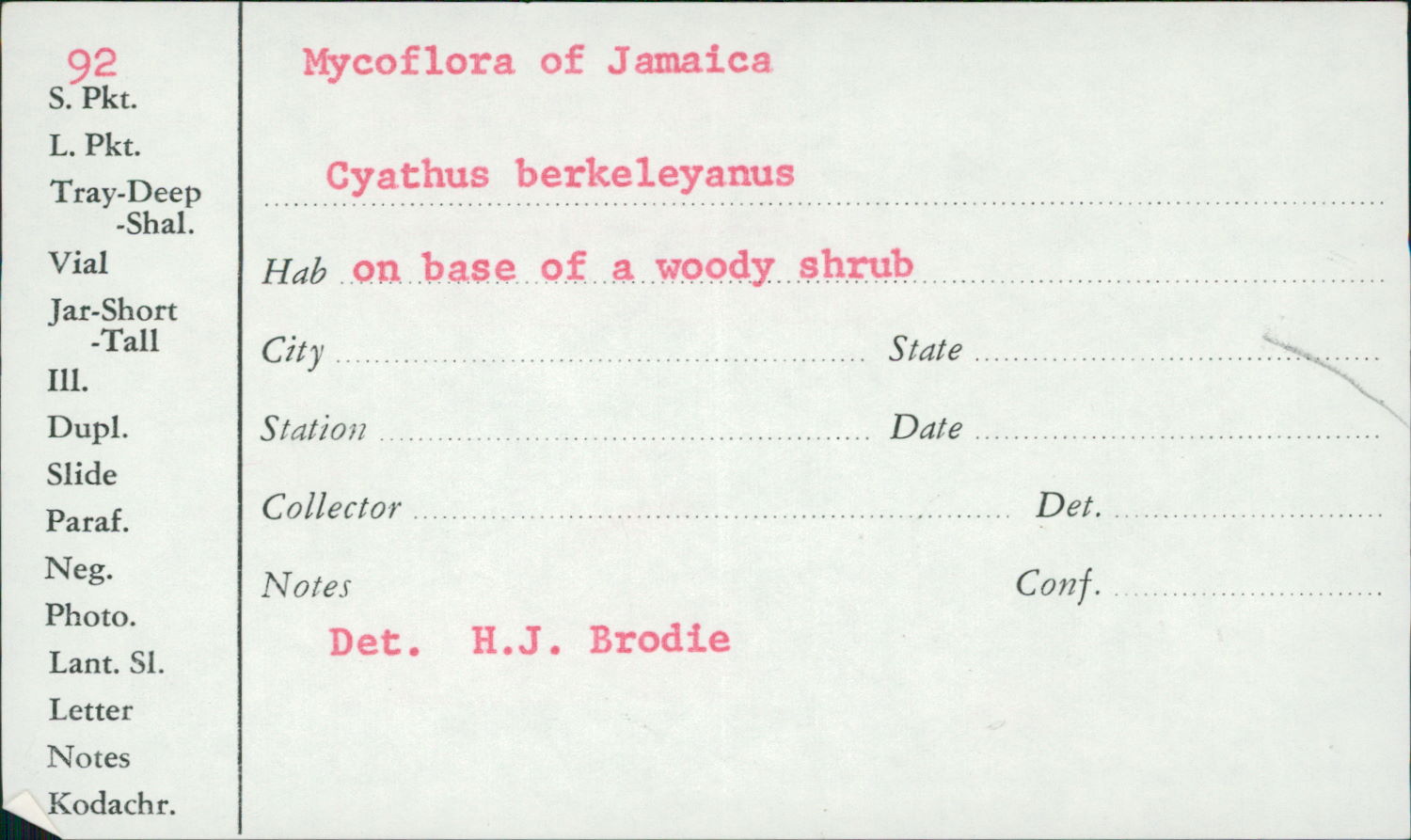 Cyathus berkeleyanus image