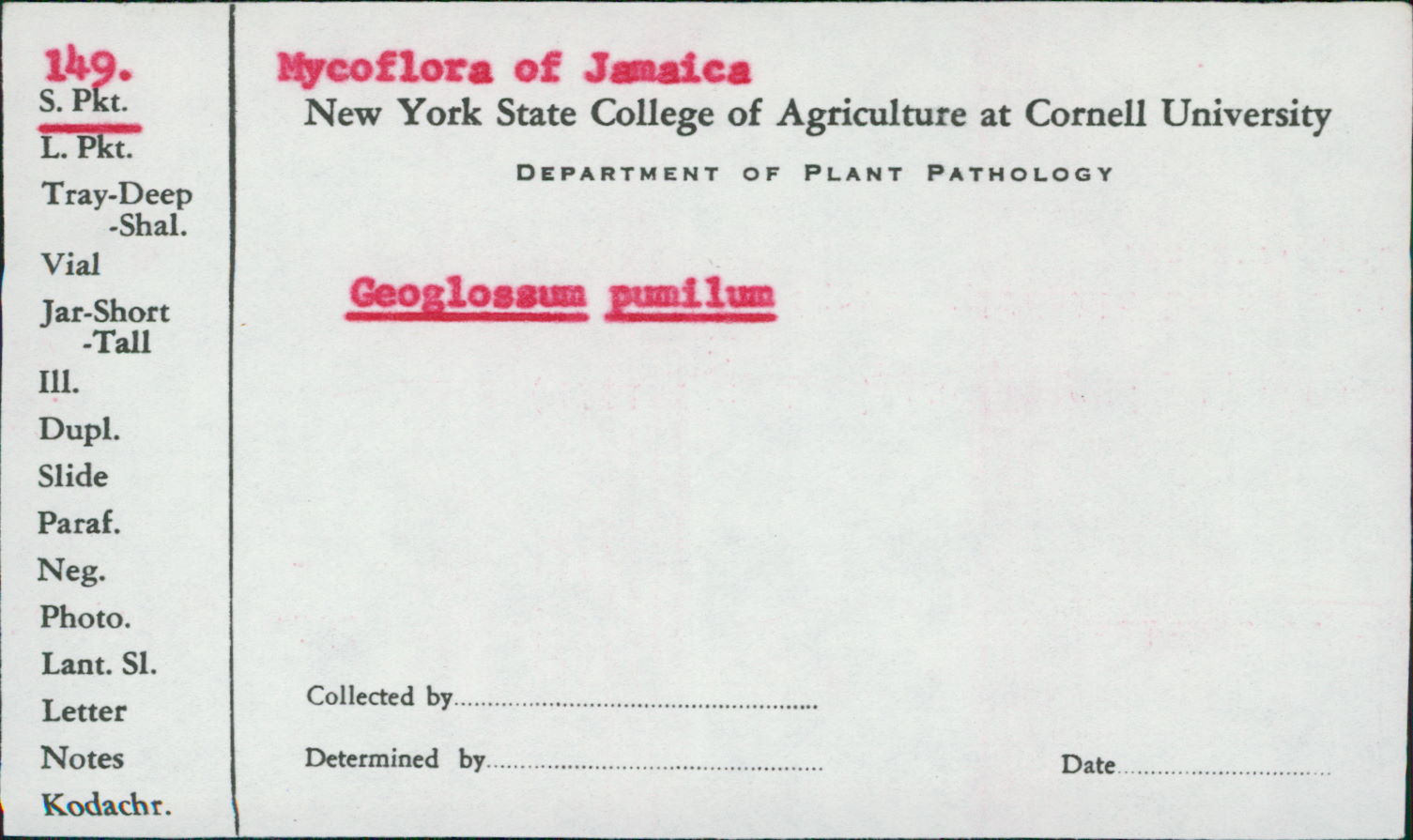 Geoglossum pumilum image