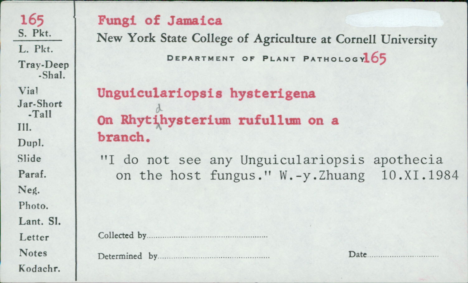 Unguiculariopsis hysterigena image