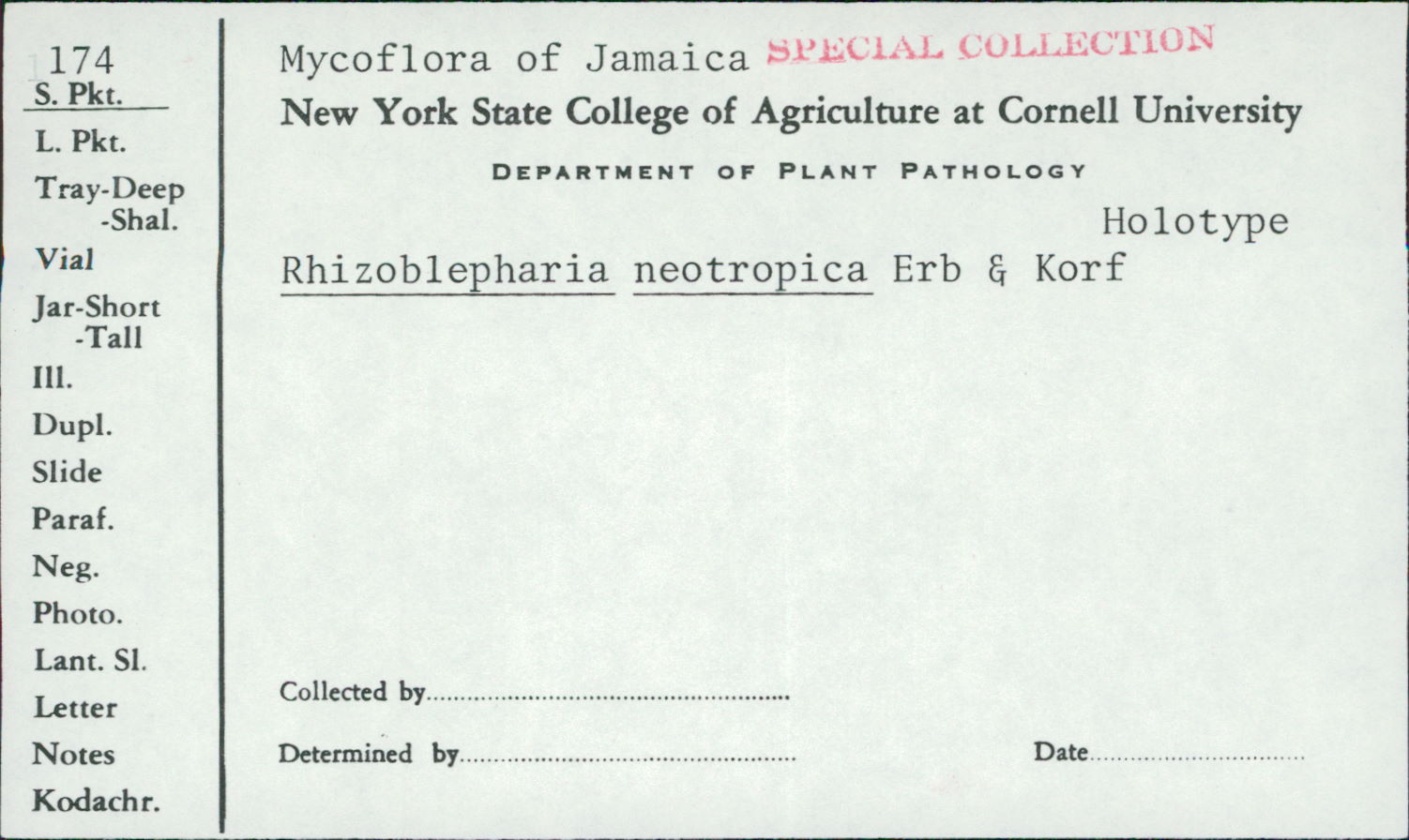 Rhizoblepharia neotropica image
