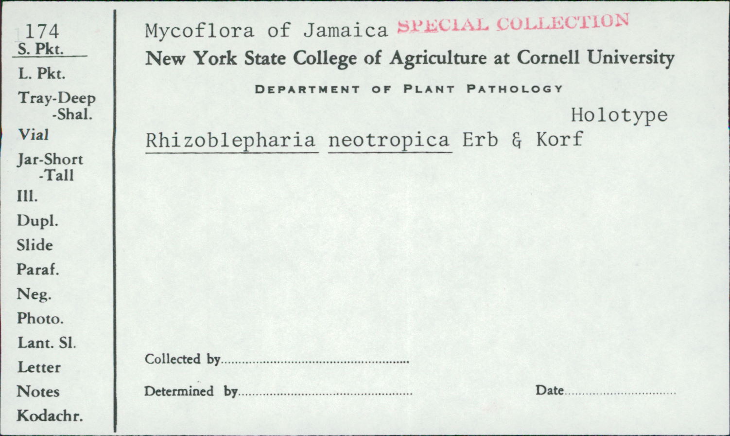 Rhizoblepharia image