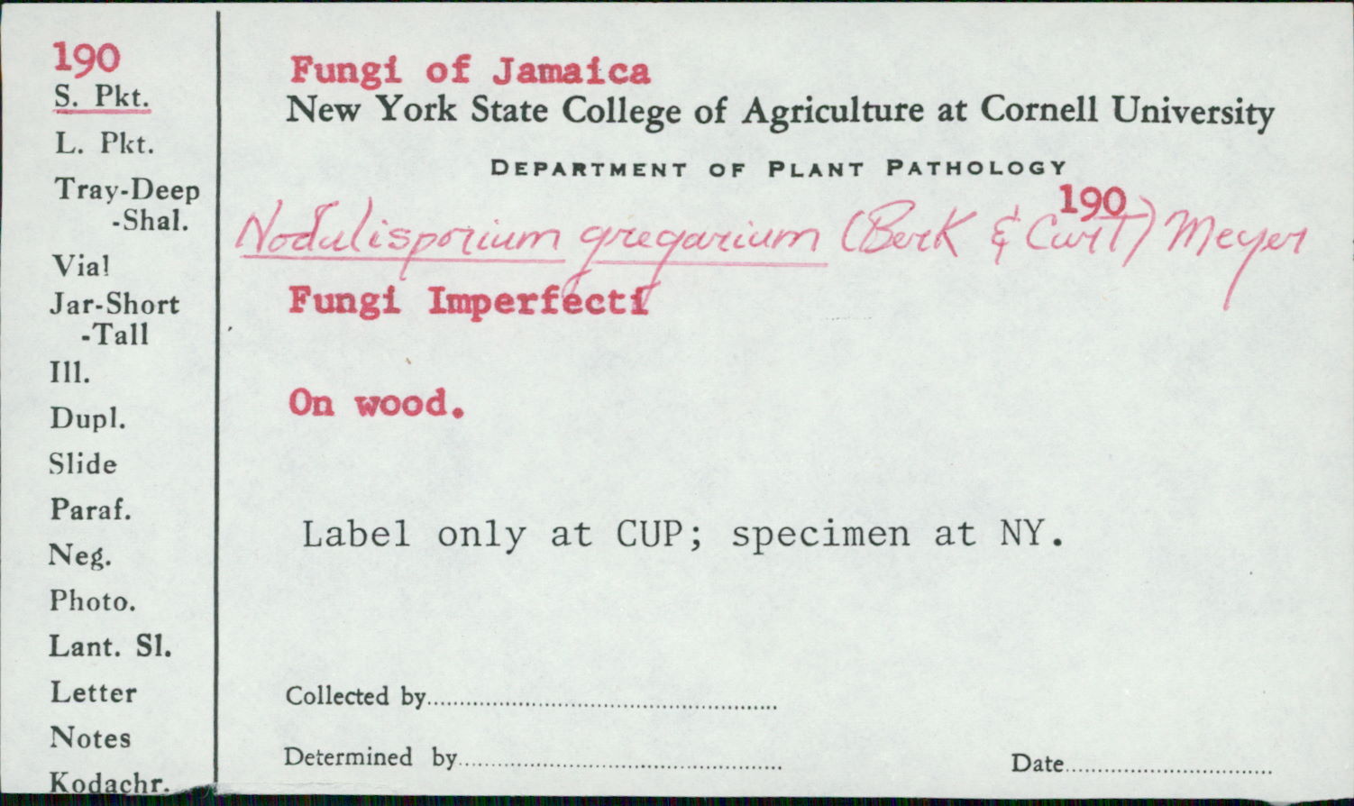 Nodulisporium gregarium image