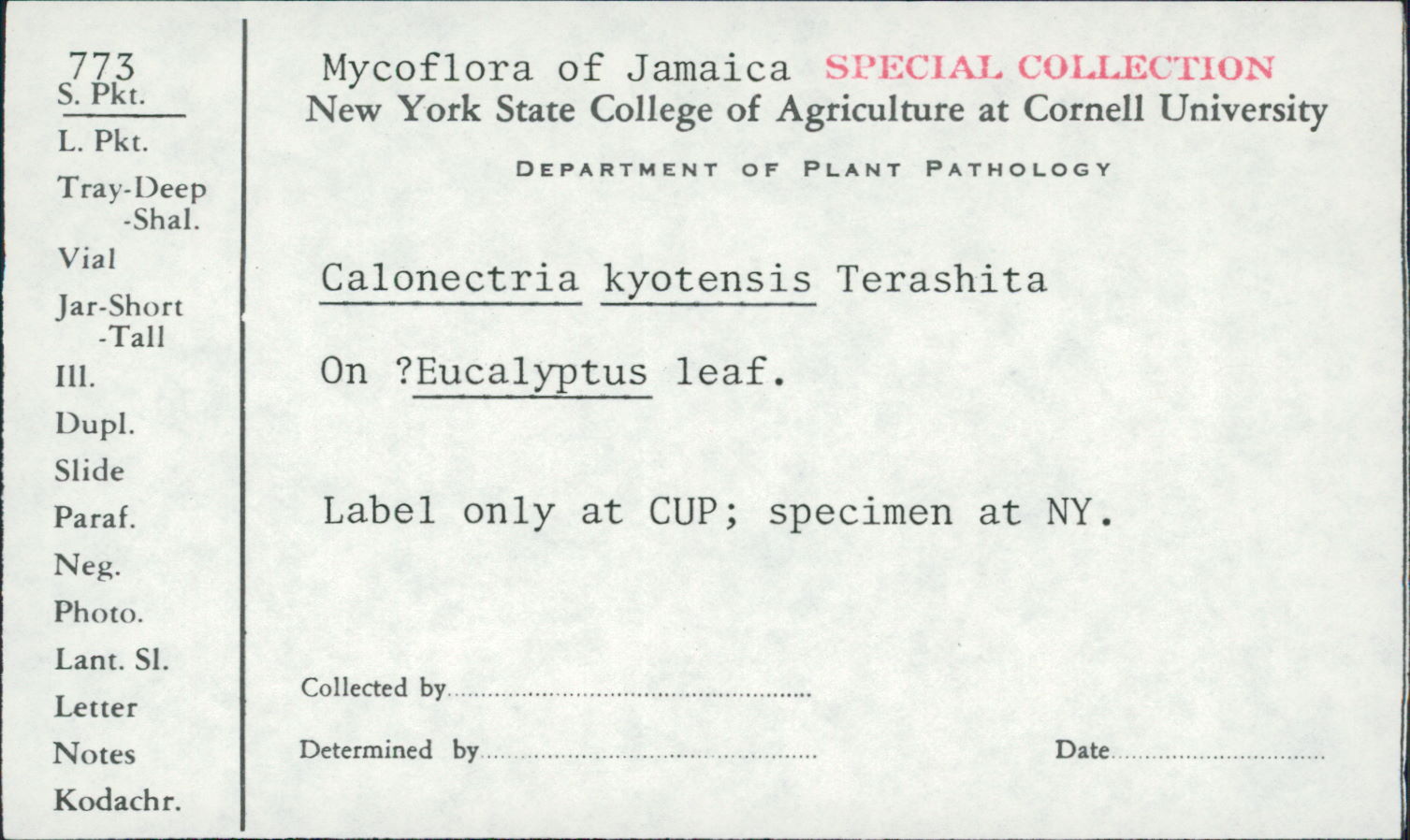 Calonectria kyotensis image