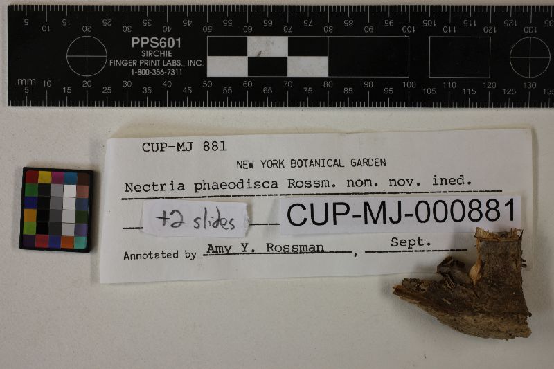 Nectria phaeodisca image
