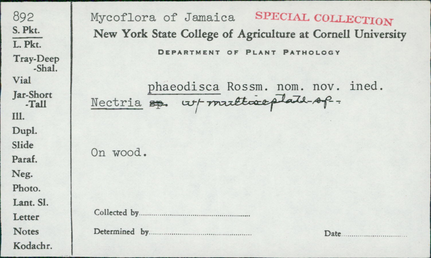 Nectria phaeodisca image