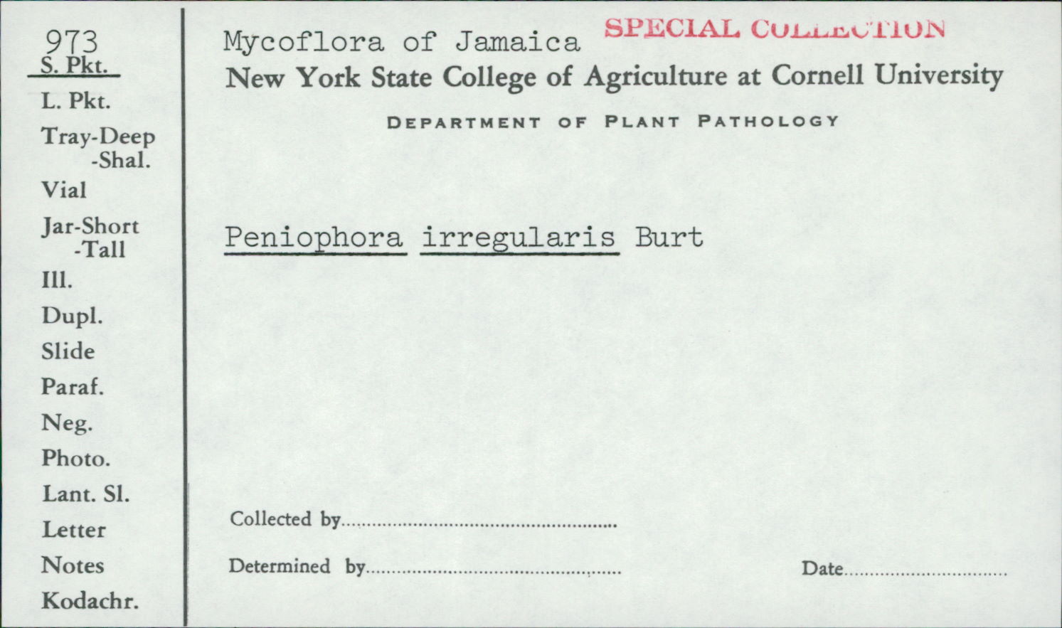 Peniophora irregularis image