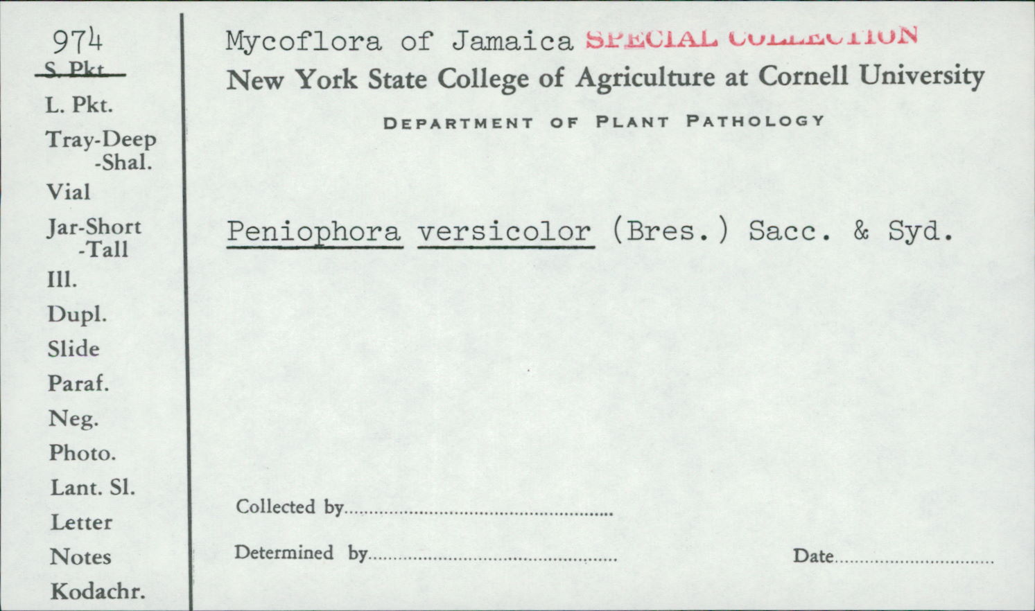 Peniophora versicolor image