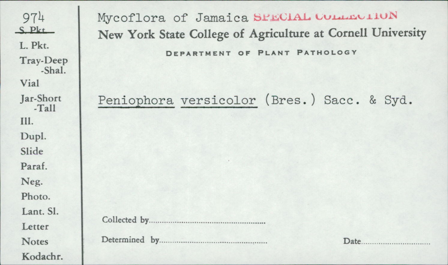 Peniophora versicolor image