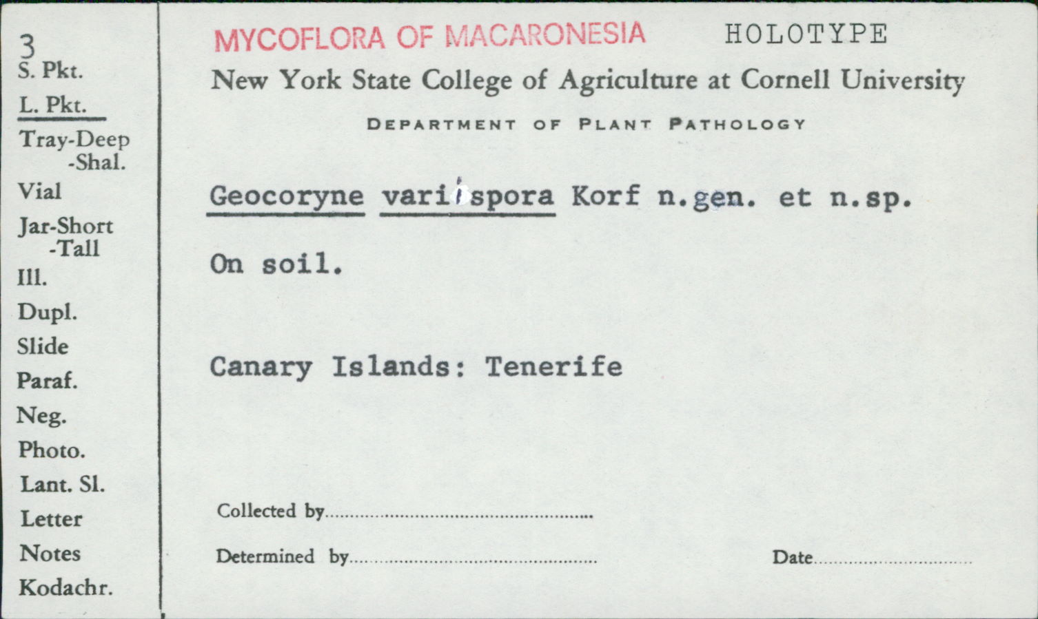 Geocoryne image