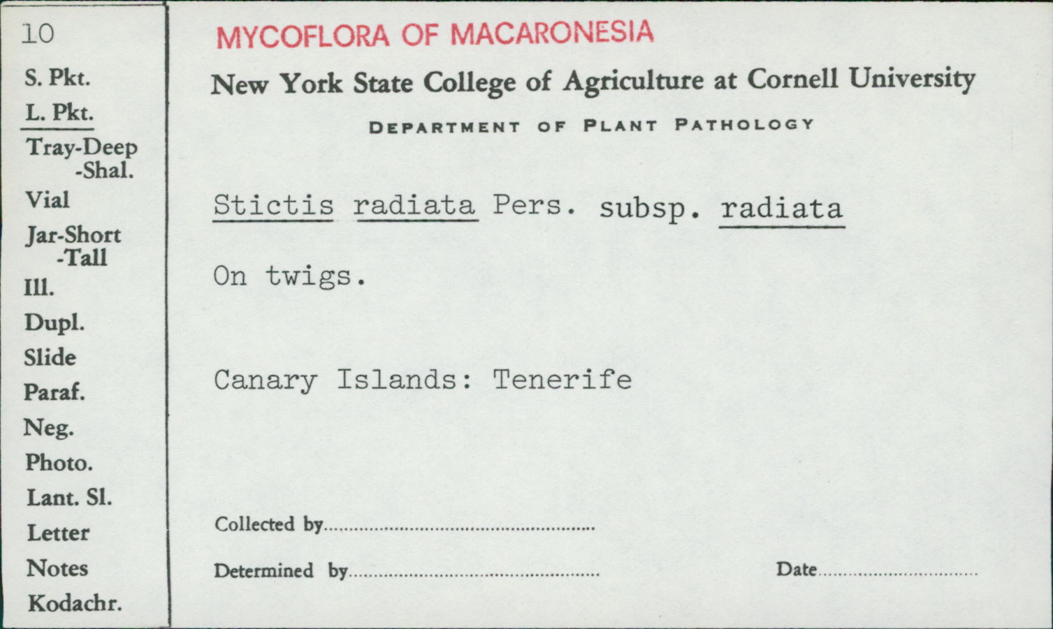 Stictis radiata subsp. radiata image