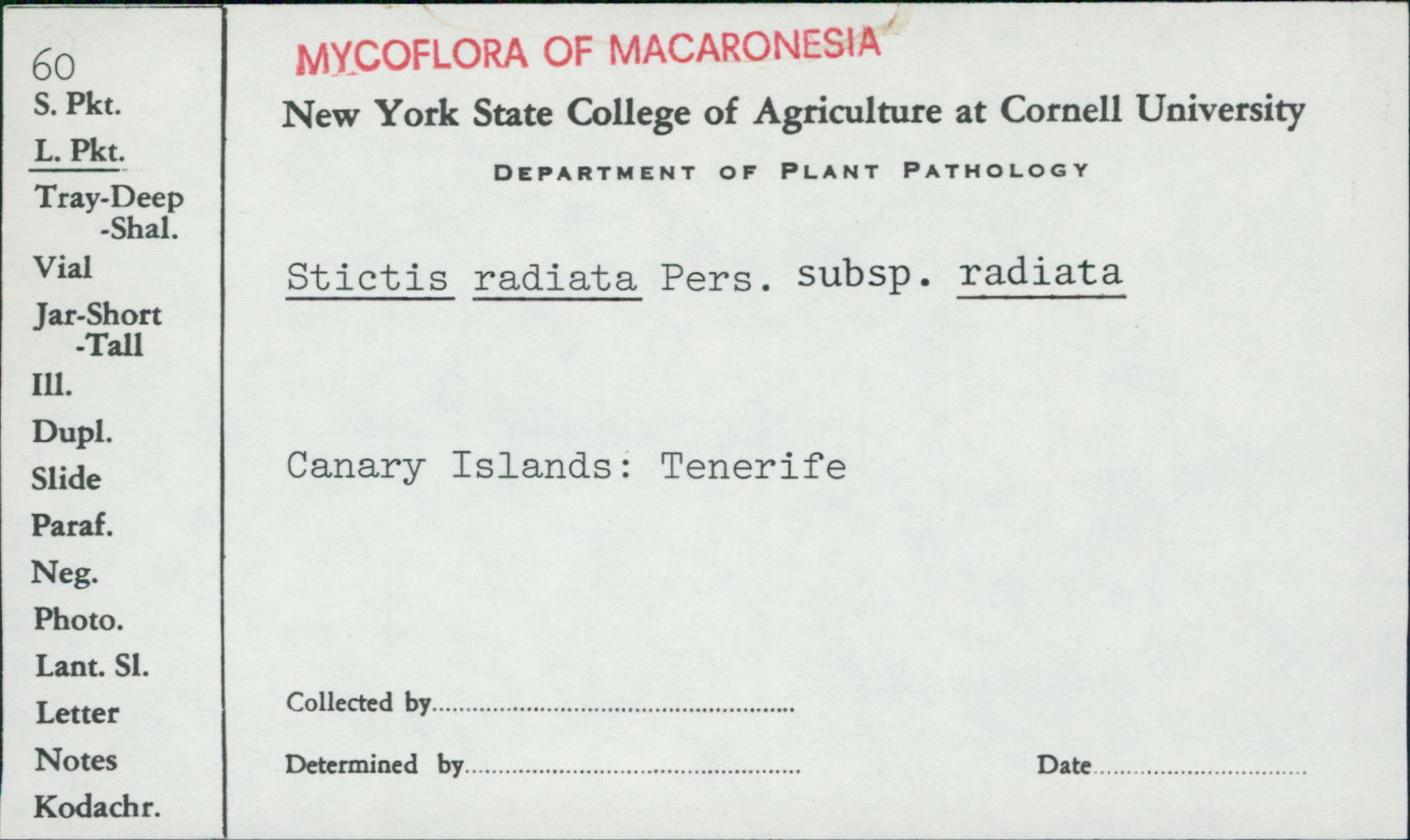 Stictis radiata subsp. radiata image