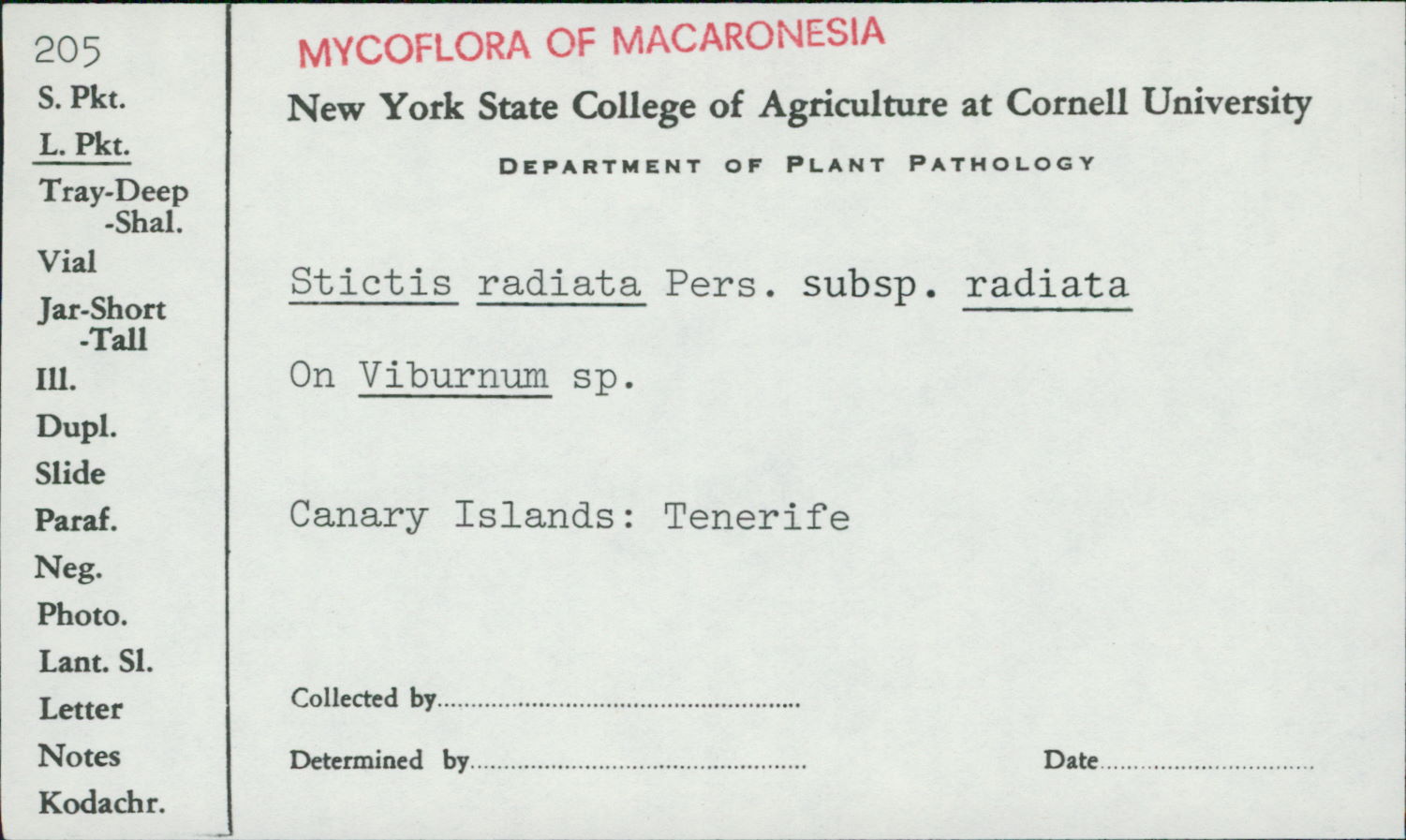 Stictis radiata subsp. radiata image