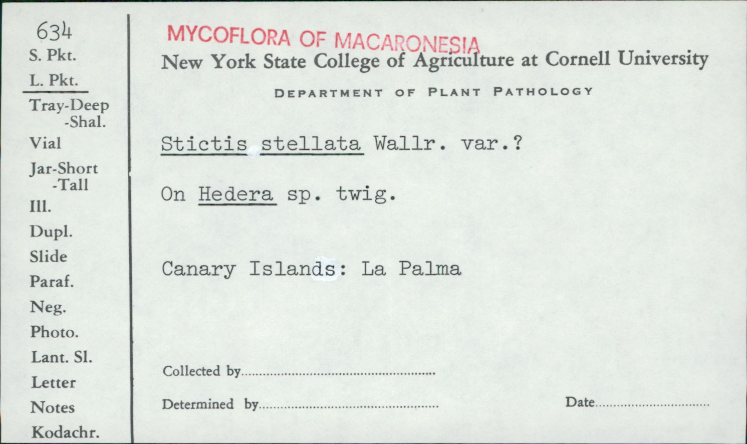 Stictis stellata image